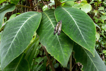 view of the exotic butterfly on a leaf