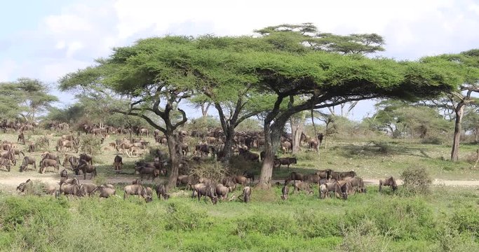 Wildebeest migration, Serengeti, 4K