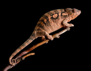 Female Panther chameleon - Furcifer pardalis Ambilobe © Jan