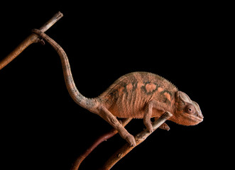 Female Panther chameleon - Furcifer pardalis Ambilobe © Jan