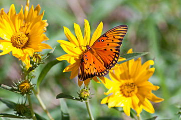 Gulf Fritillary