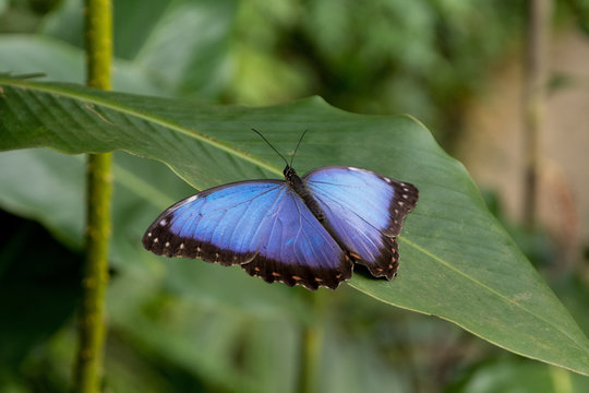 view of the exotic butterfly on a leaf