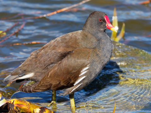 Moorhen - Gallinula Chloropus