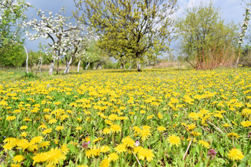 Dandelion meadow in early springtime