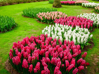 beautiful multicolored hyacinths. Colorful  hyacinth flowers blossom in  spring garden