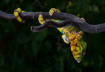 Panther chameleon Furcifer pardalis