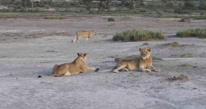 Lion pride, Lake Masek, Serengeti, 4K