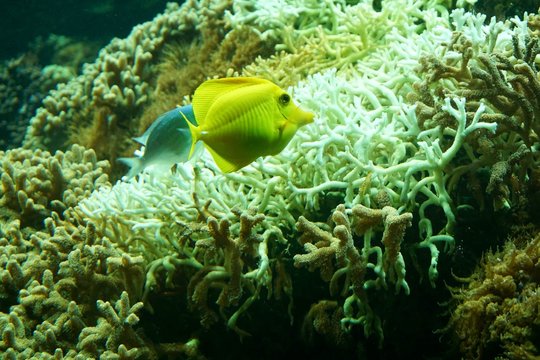 ein gelber Doktorfisch, im Hintergrund Korallen