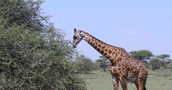 Giraffe eating tree, 4K