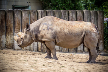 Fototapeta premium Muddy rhinoceros male