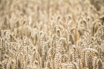 Golden ripe wheat field on sunny day