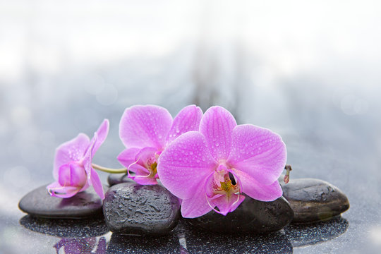 Pink orchid and black stones close up.