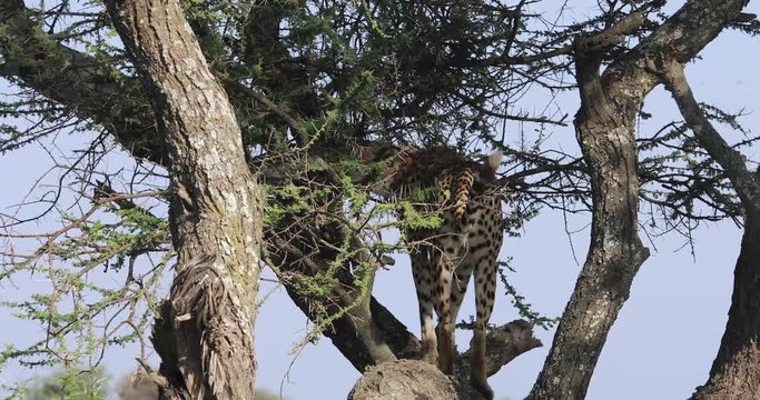 Adult cheetah in tree, 4K