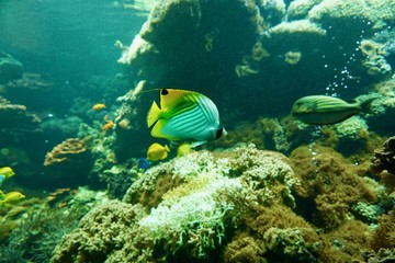 Naklejka na ściany i meble Fisch Foxface im Korallenriff