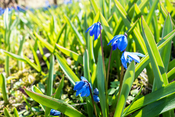 Blue snowdrop flowers in early spring