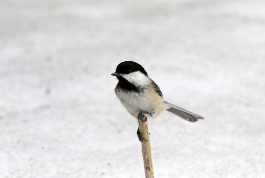 m&eacute;sange &agrave; t&ecirc;te noire