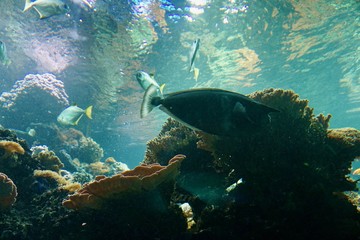 Obraz premium unter der Wasseroberfläche