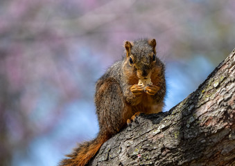 Squirrel eating a cracker