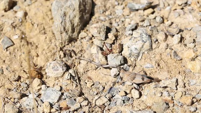 Brown grasshopper on the ground on a summer day