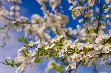 Blooming flowers and spring bokeh light background.
