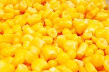 Yellow corn grains as background. Corn pattern texture wallpaper.