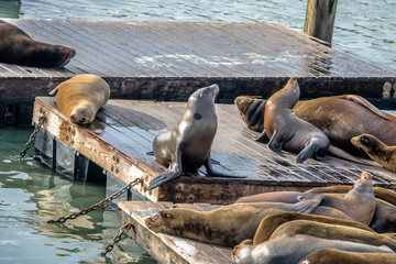 Naklejka premium Sea Lions of Pier 39 at Fishermans Wharf - San Francisco, California, USA