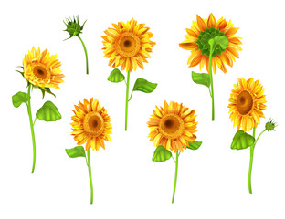 Set of Sunflower plant isolated on white background. Vector realistic summer flower