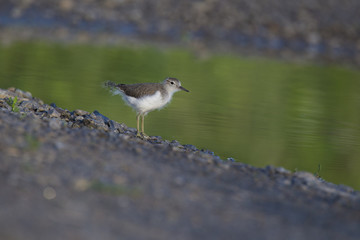Baby spotted sandpiper