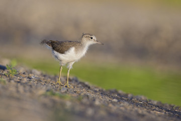 Baby spotted sandpiper