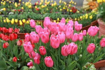 Obraz premium 木曽三川公園のチューリップ