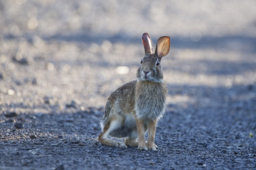 Eastern Cottontail rabbit
