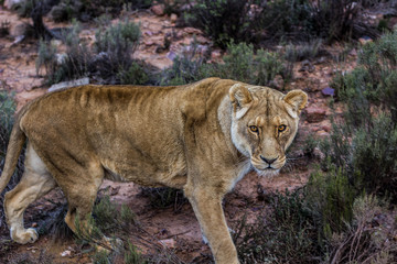 Fototapeta na wymiar African Lion