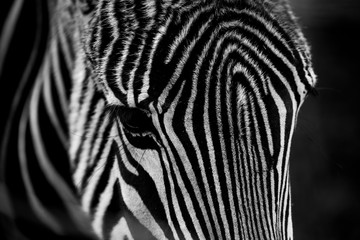 Fototapeta na wymiar High Contrast Zebra