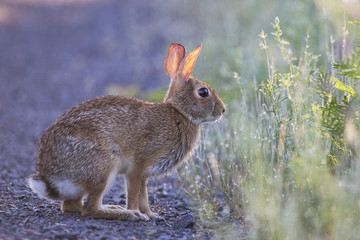 Eastern Cottontail rabbit