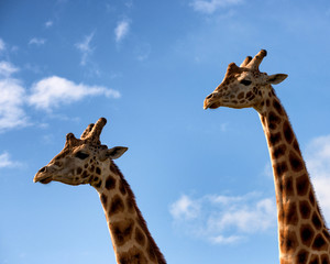 Two Giraffes