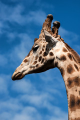 Closeup of a Giraffe