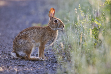Fototapeta premium Eastern Cottontail rabbit