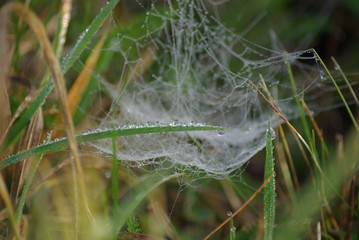 Dew web