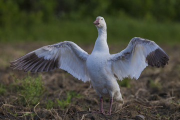 Snow Goose 