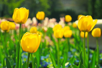 Fototapeta premium Tulip flowers blooming in Spring. Сolorful tulip on nature background. Closeup of beautiful spring flowers on green flowerbed in city park. Flowers with bokeh spring background.