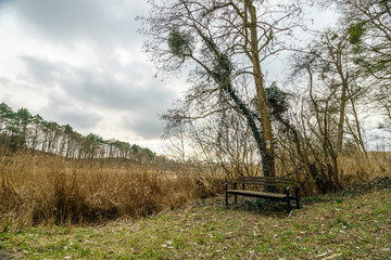 bench on a meadow in the forest