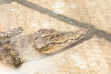 Crocodiles In A Crocodiles Farm