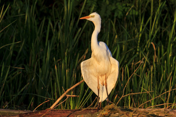 white bird great egret Ardea alba dry wings in the morning rays