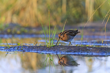 snipe on the lake with a reflection in water