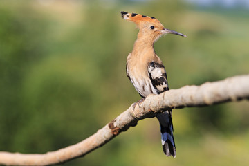 young hoopoe sitting on a wavy branch