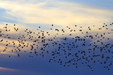 starlings flying in the sky cold night