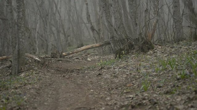 The biker on the MTB in the helmet passes the counter in the forest during the fog HD slow motion