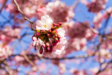 Cherry blossom trees in full bloom in springtime