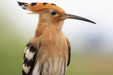Bird - butterfly with bangs and long beak © drakuliren