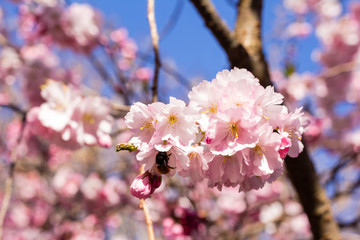 Cherry blossom trees in full bloom in springtime
